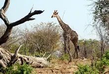 animals giraffes 1600x1200 wallpaper Art HD Wallpaper